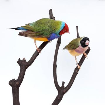 duo opgezette gould amadines taxidermy taxidermie vogels  beschikbaar voor biedingen