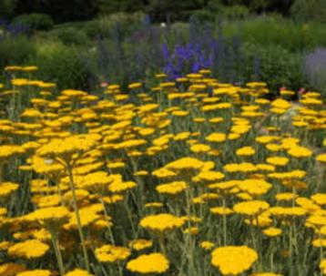 Achillea filipendulina (Duizendblad) beschikbaar voor biedingen