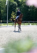 Dressuurpaard merrie, Merrie, Gechipt, Dressuurpaard, L