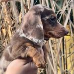 Kortharige dwergteckels, Parvo, Reu, 8 tot 15 weken, Korthaar