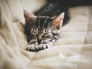 Betrouwbare kattenoppas in Nijmegen aangeboden beschikbaar voor biedingen