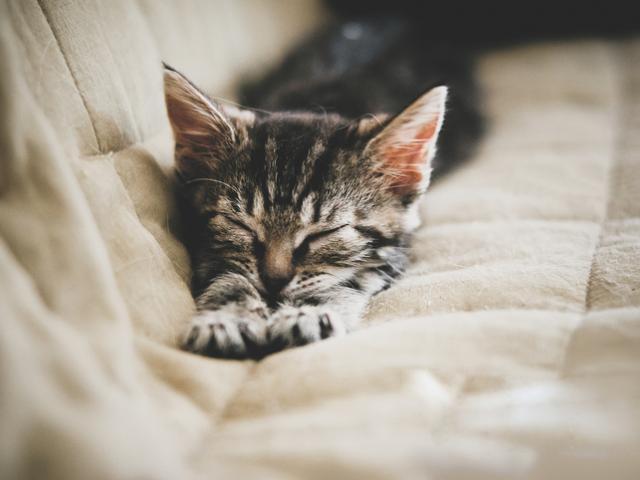 Betrouwbare kattenoppas in Nijmegen aangeboden, Dieren en Toebehoren, Katten-accessoires, Nieuw, Ophalen of Verzenden