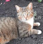 Cyperse kat vermist Rotterdam, Dieren en Toebehoren, Vermiste en Gevonden Dieren, Kat