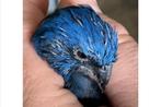 GEZOCHT : 1 tot 2 koppels blauwe bisschop, Meerdere dieren, Tropenvogel, Geringd