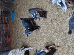 Dwergen dekbokken, Dieren en Toebehoren