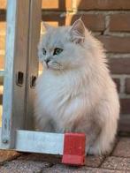 Liefdevol nieuw huis gezocht voor Brits Langhaar poes, Dieren en Toebehoren, Katten en Kittens | Raskatten | Langhaar, Poes, 6 jaar of ouder