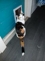 Katers en Poezen, Meerdere dieren, Kortharig, 0 tot 2 jaar
