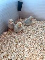 3 sabelpootkriel kuikens - isabel porselein., Dieren en Toebehoren, Vrouwelijk, Kip