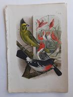 Vogelprent -Plaat IX uit "De Vogelwereld" (1886) ZEER FRAAI, Ophalen of Verzenden