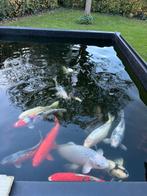 Koi karpers, Tuin en Terras, Vijvers, Ophalen, Zo goed als nieuw