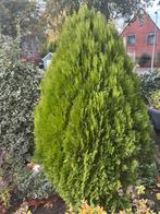 Conifeer - Zelf Uitgraven, Volle zon, Vaste plant, Bloeit niet, Ophalen