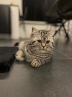 Britste korthaar kater, Dieren en Toebehoren, Katten en Kittens | Raskatten | Korthaar, Kater, Ontwormd, 3 tot 5 jaar
