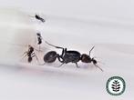MESSOR BARBARUS | KONINGIN | MET OF ZONDER WERKSTERS, Dieren en Toebehoren, Insecten en Spinnen, Mieren