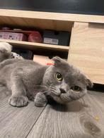 Lieve Scottish Fold poes zoekt een knappe kater, Dieren en Toebehoren, Katten en Kittens | Raskatten | Korthaar, Kater