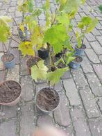 Druivenplant Muscat Blue biologisch goed beworteld, Ophalen of Verzenden, Minder dan 100 cm, Overige soorten, Lente