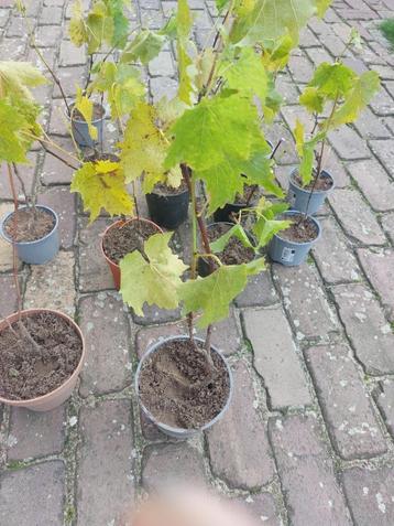 Druivenplant Muscat Blue biologisch goed beworteld beschikbaar voor biedingen