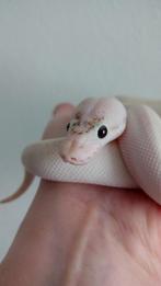 Ivory vrouwtje Ball Python, Koningspython, Python Regius, Dieren en Toebehoren, Slang, 0 tot 2 jaar, Tam