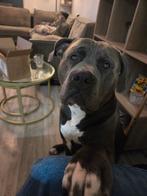 American Bully XXL Reu met stamboom, Reu, 1 tot 2 jaar, Parvo, Bulldog