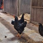 Gratis Barnevelder hanen, Mannelijk, Kip