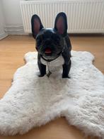 Franse Bulldog Gangster van Kare design, Ophalen of Verzenden, Zo goed als nieuw