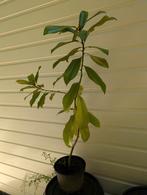 Magnolia Grandiflora 90 cm, Tuin en Terras, Ophalen, Lente, Volle zon, Overige soorten