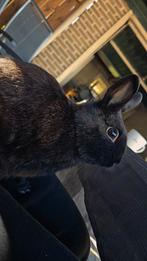 Dwergkonijntje, Dieren en Toebehoren, Mannelijk, Dwerg, 0 tot 2 jaar