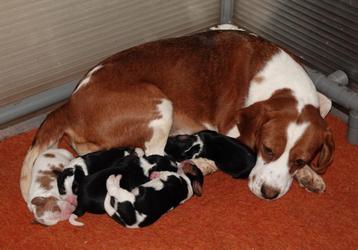 Beagle        (Beaglier) beschikbaar voor biedingen