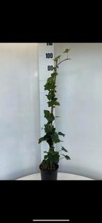 Klimop- hedera hibernica, Ophalen, Overige soorten, Haag, 100 tot 250 cm