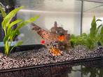 Aquarium met alle toebehoren, Dieren en Toebehoren, Vissen | Aquaria en Toebehoren, Ophalen, Zo goed als nieuw, Leeg aquarium