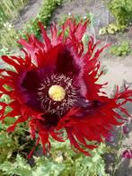Papaver Somniferum Turkish Red zaden, Ophalen of Verzenden, Voorjaar, Zaad, Volle zon