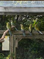 Gezocht: Geelbuikrosella koppel, Meerdere dieren, Parkiet