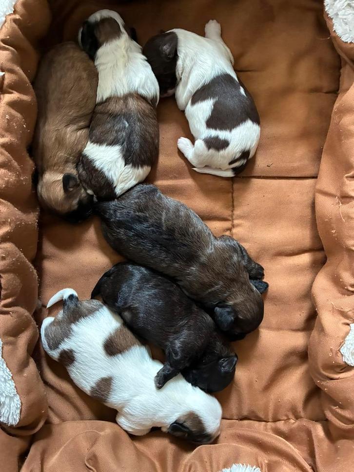 Mathezer shih shu pups, Dieren en Toebehoren, Honden | Chihuahua's en Gezelschapshonden, Meerdere dieren, Maltezer, Particulier