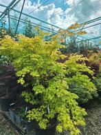 Acers - Acer - Japanse Esdoorn, Ophalen of Verzenden, Bloeit niet, Halfschaduw, Overige soorten