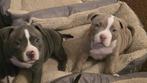 American pocket bully puppy's, Rabiës (hondsdolheid), Overige rassen, 8 tot 15 weken, Meerdere