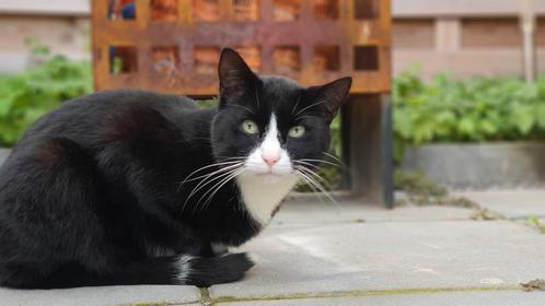Lieve en aanhankelijke kater zoekt een nieuw liefdevol huis!, Dieren en Toebehoren, Katten en Kittens | Overige Katten, Kortharig