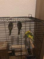 4 Vogels parkieten en grote kooi, Ophalen of Verzenden, Zo goed als nieuw, Hout, Vogelkooi