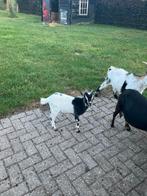 Geiten bok, Dieren en Toebehoren, Schapen, Geiten en Varkens, Mannelijk, Geit, 0 tot 2 jaar