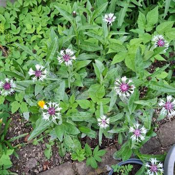 Bergkorenbloem Snow Amethyst beschikbaar voor biedingen