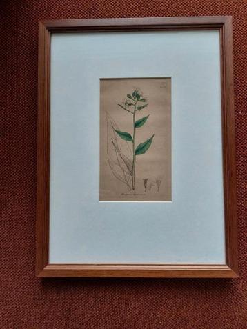 Handgekleurde kopergravure hesperis matronalis 1838. beschikbaar voor biedingen