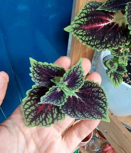 Siernetel stekje, Huis en Inrichting, Kamerplanten, Overige soorten, Minder dan 100 cm, Ophalen of Verzenden
