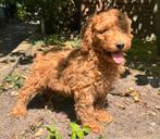 middenslag poedel & dwerg poedel pups 1250€, Dieren en Toebehoren, Poedel, Nederland, 8 tot 15 weken, CDV (hondenziekte)