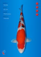 Koi vanaf 1 euro, Karper of Koi
