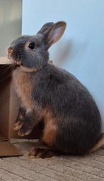 Mooie Feh ram van april 2025, Dieren en Toebehoren