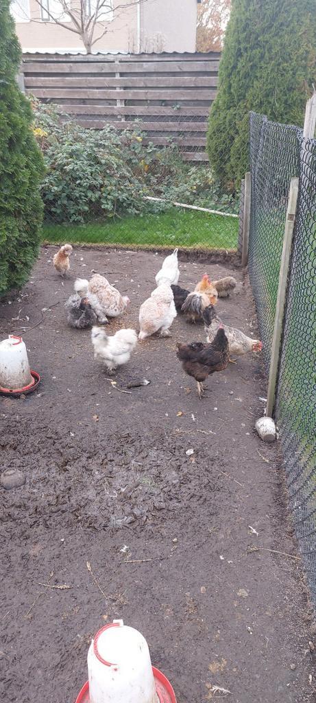 11 kippen en 1 haantje Eventueel met hok, Dieren en Toebehoren, Pluimvee, Kip, Meerdere dieren