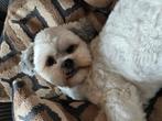 Super lieve Boomer, Dieren en Toebehoren, Honden | Chihuahua's en Gezelschapshonden, Rabiës (hondsdolheid), 1 tot 2 jaar, Eén hond