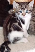 Mooie kittens katerjes Britsekorthaar/Bengaal €100, Dieren en Toebehoren, Katten en Kittens | Raskatten | Korthaar, Kater, Ontwormd