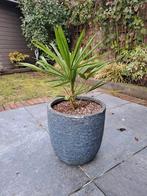 Cadeau tip     pot met palm, Ophalen, Bloeit niet, Overige soorten, Volle zon