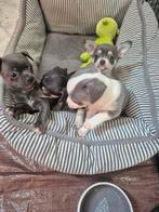 Mini Chihuahua pups nog 3, Dieren en Toebehoren, Honden | Chihuahua's en Gezelschapshonden, 8 tot 15 weken, CDV (hondenziekte)