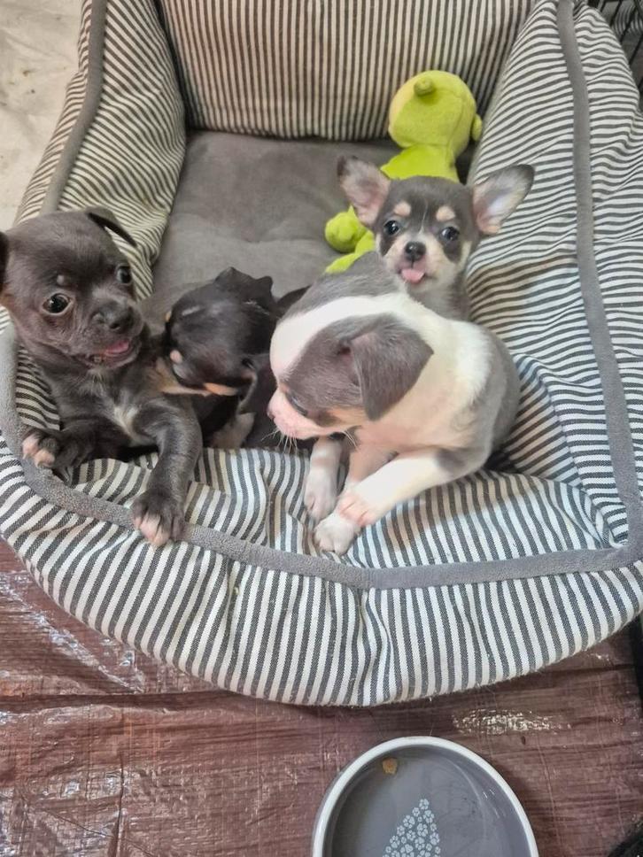 Mini Chihuahua pups nog 3, Dieren en Toebehoren, Honden | Chihuahua's en Gezelschapshonden, Chihuahua, Particulier, Meerdere, Nederland