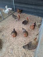 Bielefelder krielen, Meerdere dieren, Kip